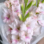 3 розовых гладиолуса фото 4